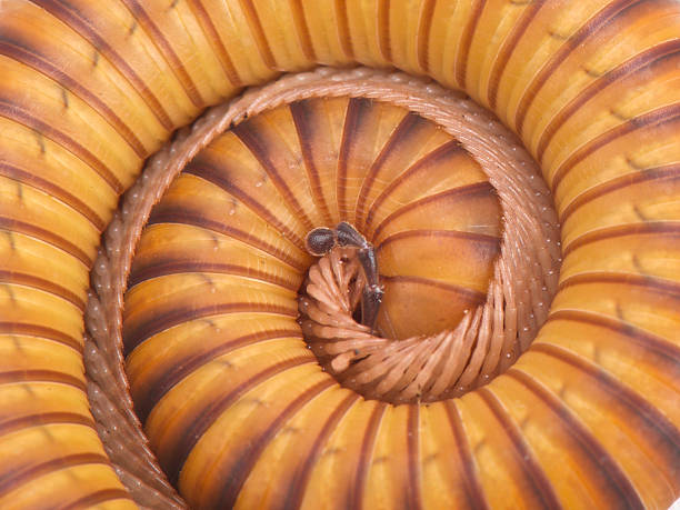 istock Texas gold-banded millipede (Orthoporus ornatus) 580107324
