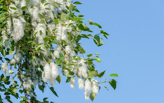 Poplar branch with feathers, foliage and seeds on blue sky background close-up