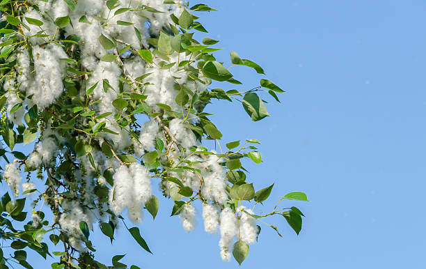 Poplar fluff on the flowering branches Poplar branch with feathers, foliage and seeds on blue sky background close-up cottonwood tree stock pictures, royalty-free photos & images