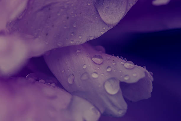 istock Water drops on flower blossom - beautiful colors 580107462