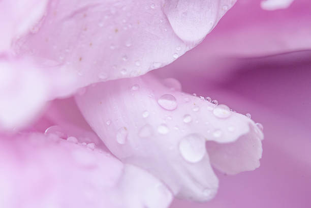 istock Water drops on flower blossom - beautiful colors 580107640