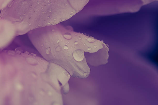 istock Water drops on flower blossom - beautiful colors 580107818