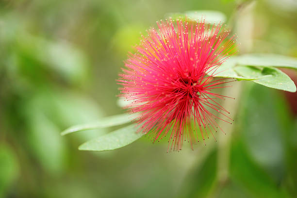 macro mimosa pudica flower macro mimosa flower sensitive plant stock pictures, royalty-free photos & images