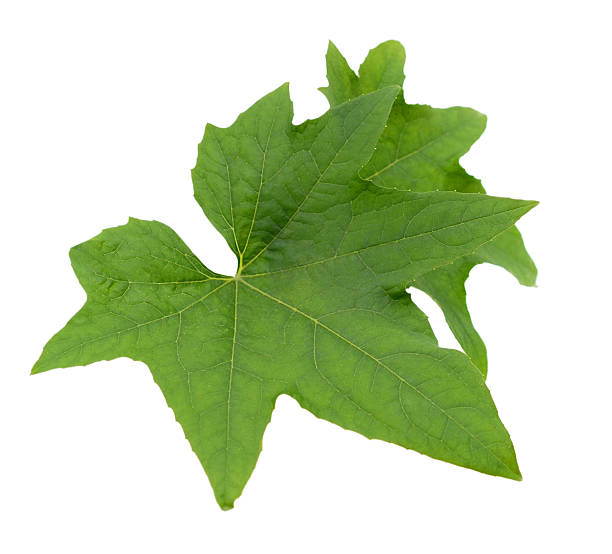 istock leaf of cucumber isolated white 580109180