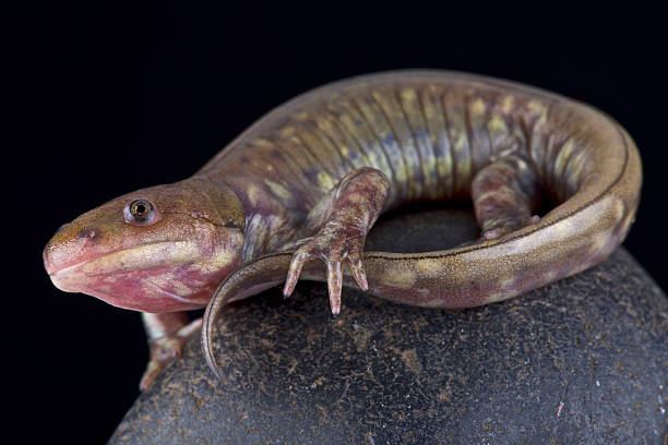 Gray barred tiger salamander (Ambystoma  mavortium diaboli)