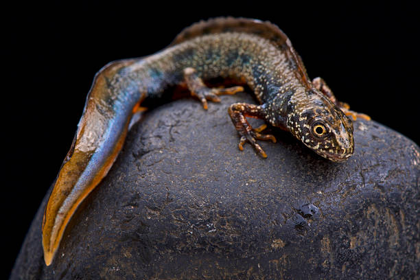 danúbio newt (triturus dobrogicus) - danube river romania serbia river - fotografias e filmes do acervo