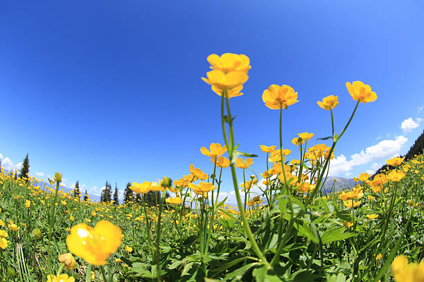 istock beautiful globeflowers and green grass under blue sky 580110780