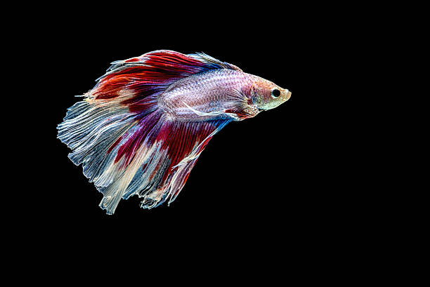 istock siamese fighting fish isolated on black background. 580110916