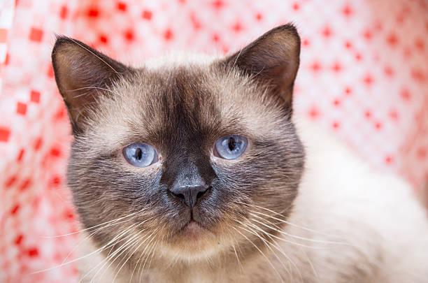 Blue-eyed Siamese male cat with cold, focus on the wet nose