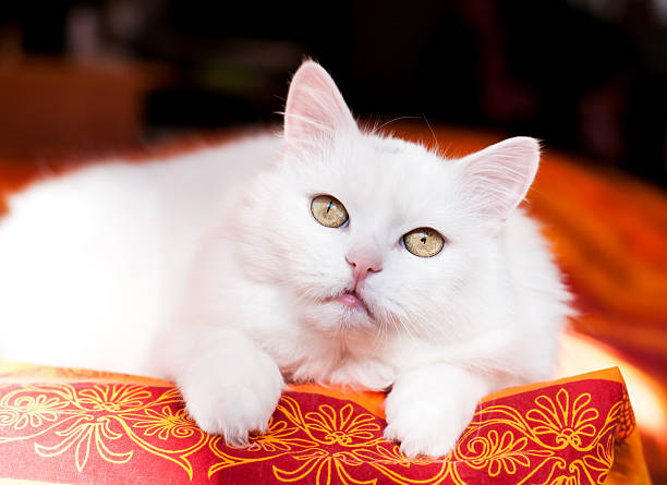 istock white adult Angora cat 580111434