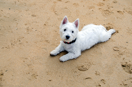 Westie puppy on the beach. Lying down and looking to the camera.
