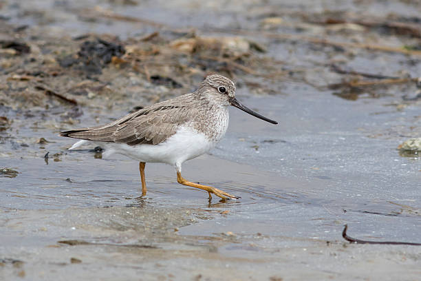 istock Terek Sandpiper spring day walking through the shallow water 580113160