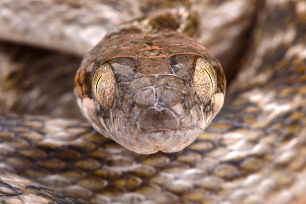 istock Malagasy cat-eyed snake (Madagascarophis meridionalis) 580113746