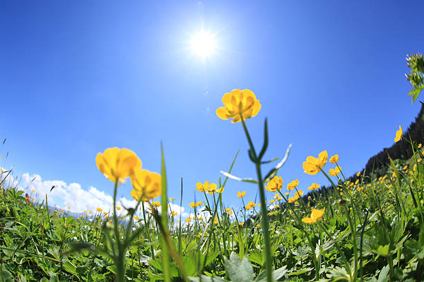 istock beautiful globeflowers and green grass under blue sky 580114438