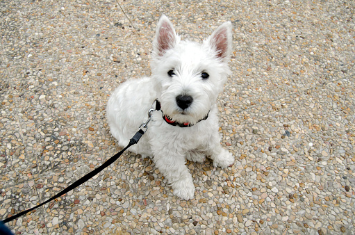 5 months old Westie puppy on the street. Sitting down and looking to its owner.