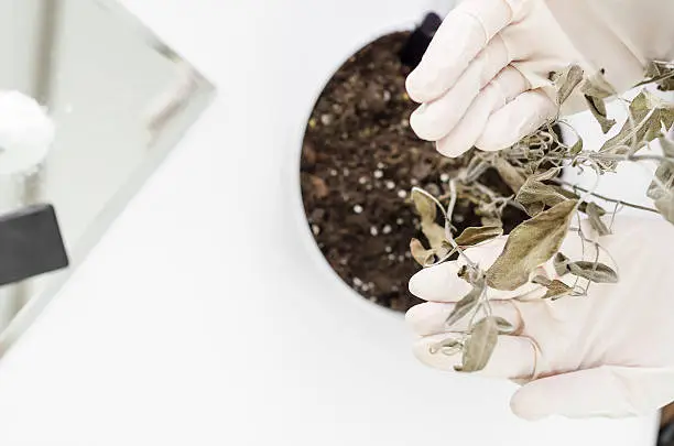 Photo of Biologist review of dry leaves on the plant