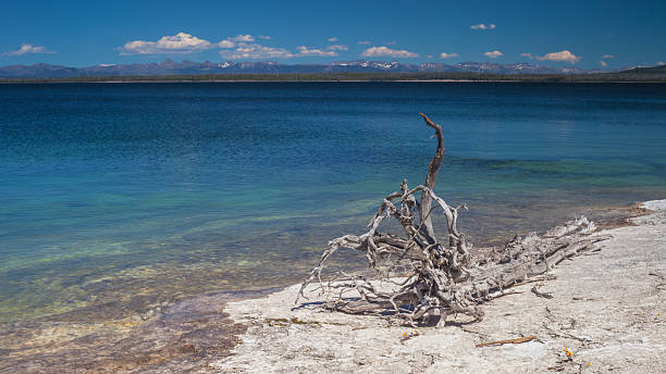 Yellowstone Deadwood stock photo