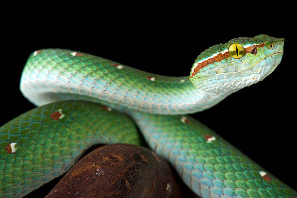 istock Wagler's tree viper  (Tropidolaemus wagleri ) male 580115382