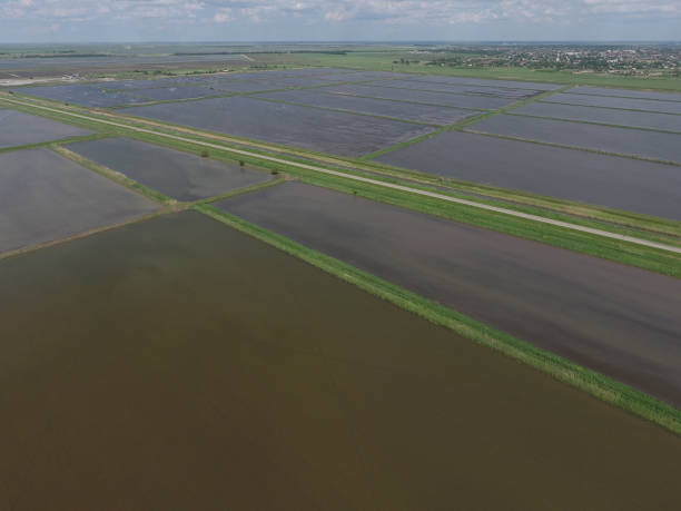istock Flooded rice paddies. Agronomic methods of growing rice 580115910