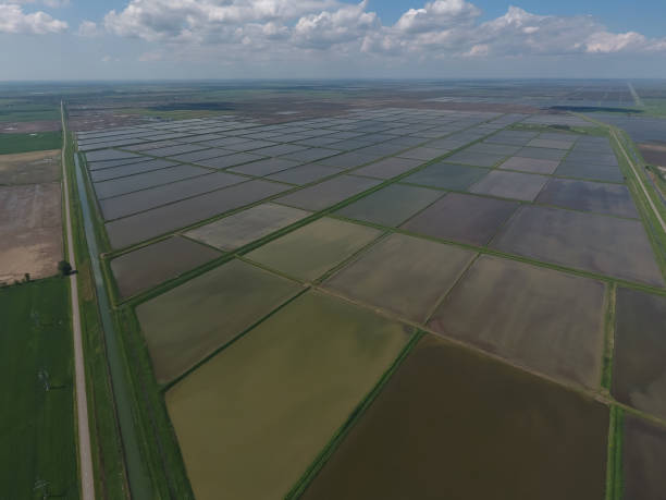 istock Flooded rice paddies. Agronomic methods of growing rice 580116306