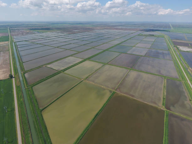 istock Flooded rice paddies. Agronomic methods of growing rice 580116448