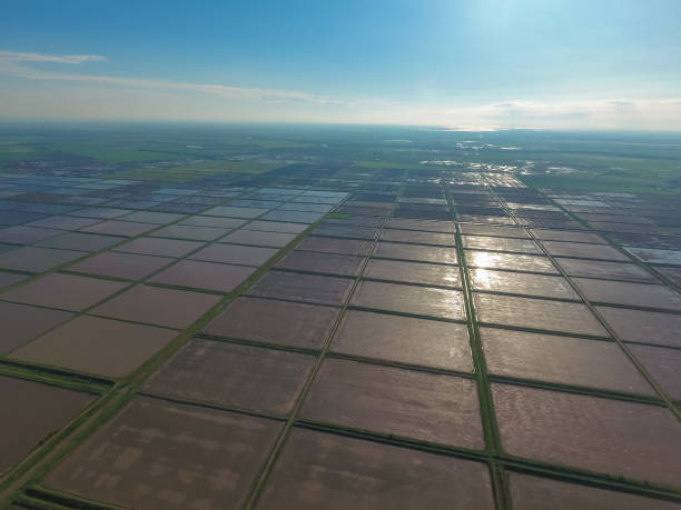 istock Flooded rice paddies. Agronomic methods of growing rice 580116676