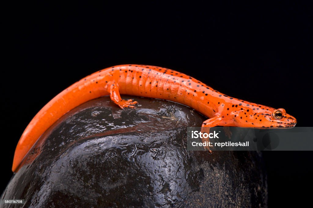 Roter Salamander (Pseudotriton ruber) - Lizenzfrei Salamander Stock-Foto