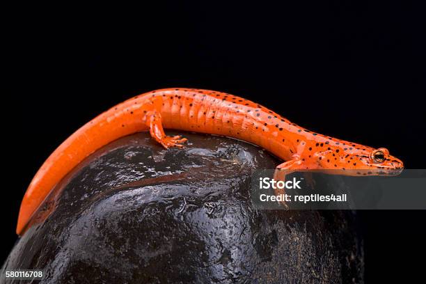 Roter Salamander Stockfoto und mehr Bilder von Salamander - Salamander, Rot, Molch