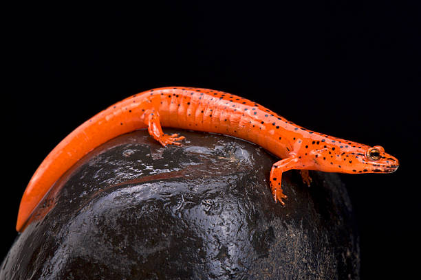Red salamander (Pseudotriton ruber) Red salamander (Pseudotriton ruber) salamander stock pictures, royalty-free photos & images