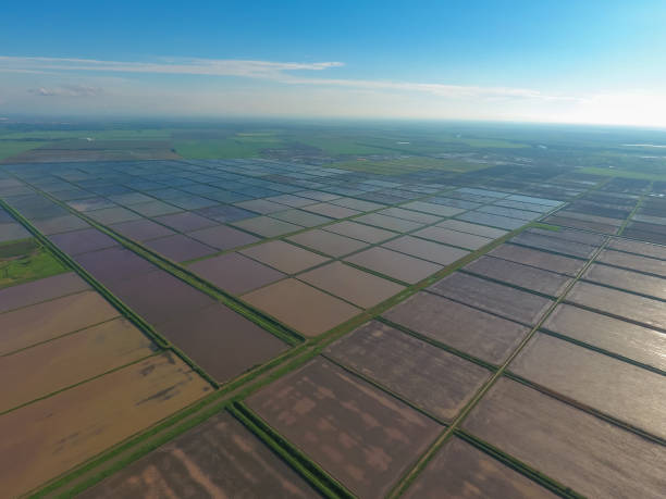 istock Flooded rice paddies. Agronomic methods of growing rice 580116892