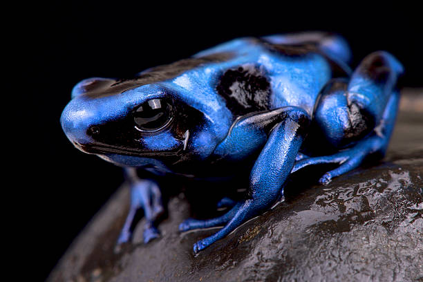 istock Blue and black poison frog (Dendrobates auratus) 580117234
