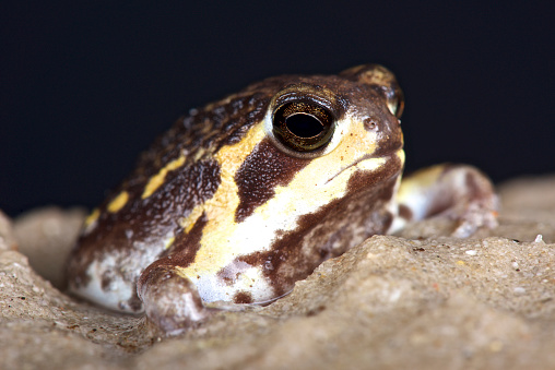 Rainfrog (Breviceps mossambicus)