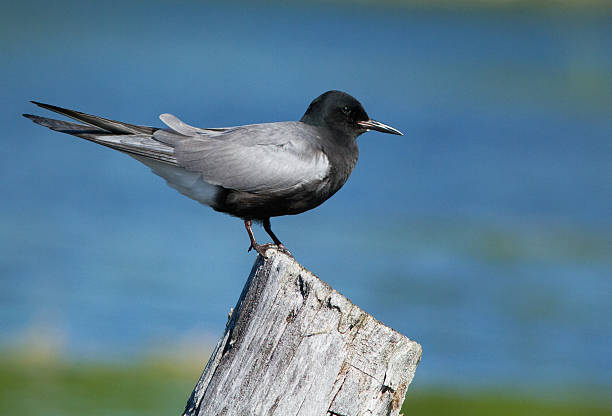 Black Tern stock photo