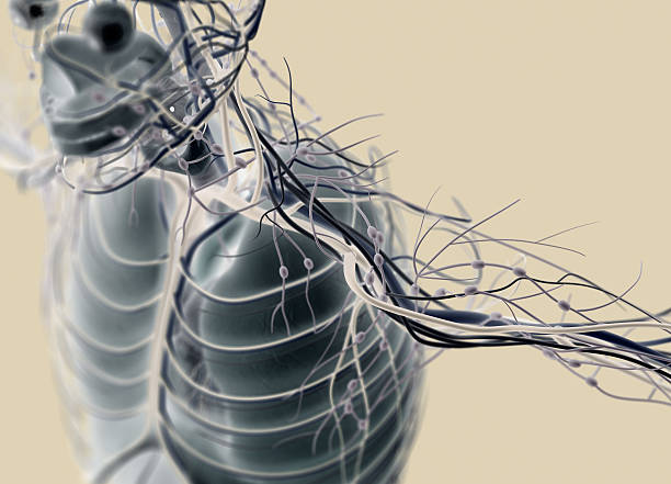 istock Lungs, torso, human anatomy. 3d illustration 580119230