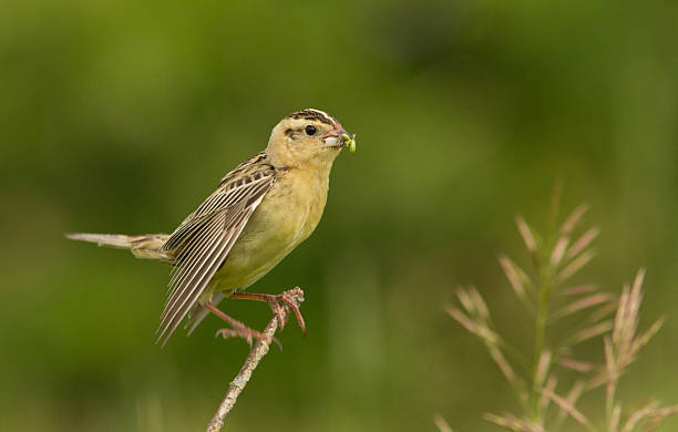 Female Bobolink Female Bobolink (Dolichonyx oryzivorus) at nest bobolink stock pictures, royalty-free photos & images