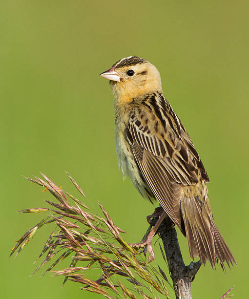 Female Bobolink Female Bobolink (Dolichonyx oryzivorus) at nest bobolink stock pictures, royalty-free photos & images