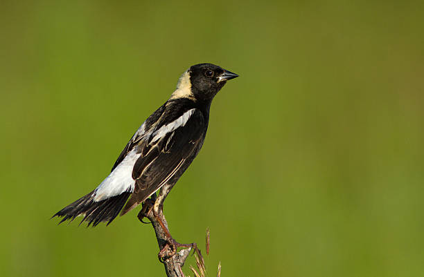 Male Bobolink A male Bobolink (Dolichonyx oryzivorus) isolated on green background bobolink stock pictures, royalty-free photos & images