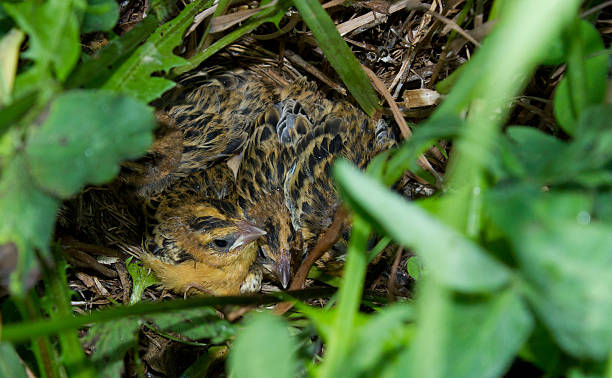 Female Bobolink Female Bobolink (Dolichonyx oryzivorus) at nest bobolink stock pictures, royalty-free photos & images