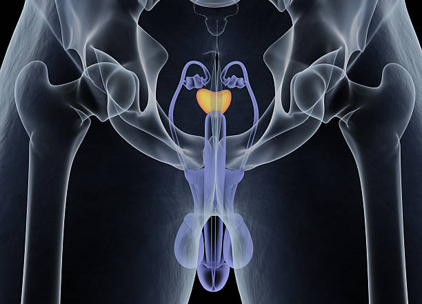 prostate. systèmes reproducteurs et urinaires masculins. - prostate gland photos et images de collection