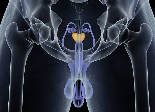 Prostate gland. Male reproductive and urinary systems. stock photo