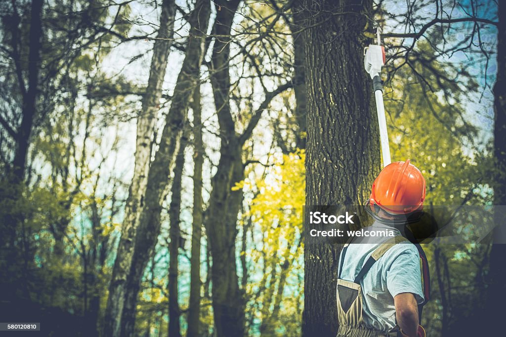 Unhealthy Tree Branches Cut Unhealthy Tree Branches Cutting by Professional Forestry Worker. Tree Stock Photo