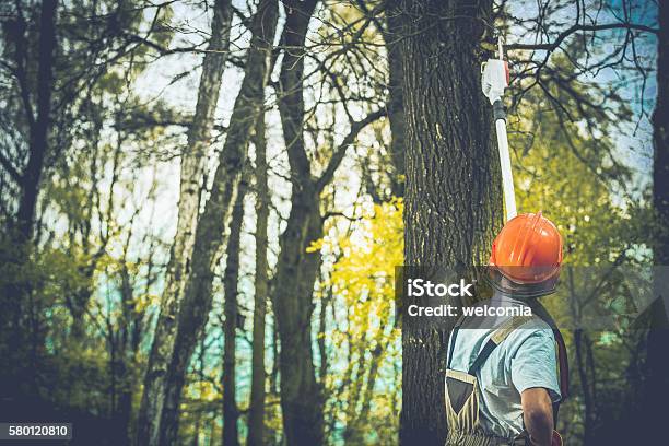 Unhealthy Tree Branches Cut Stock Photo - Download Image Now - Tree, Removing, Cutting