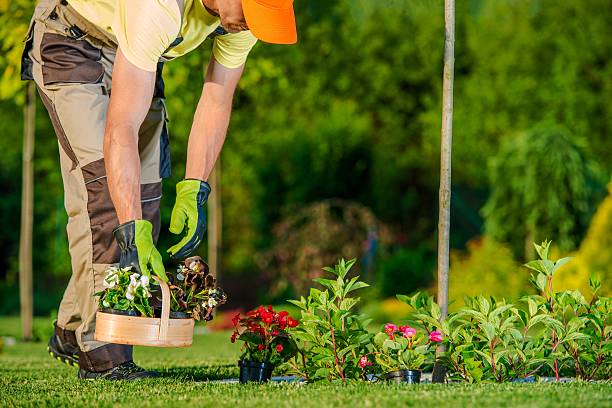 istock Gardener Planting Flowers 580121878