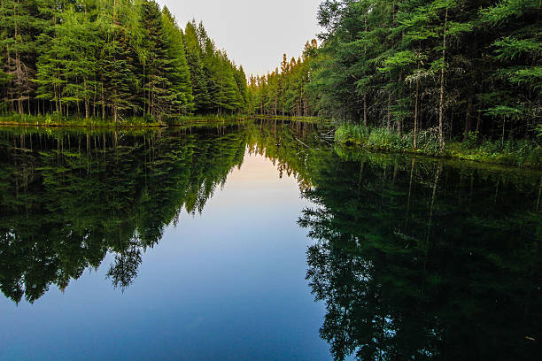 reflexiones del río wilderness forest - pine wood forest river fotografías e imágenes de stock