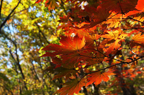 istock Red leaves in autumn and blue sky 580122676
