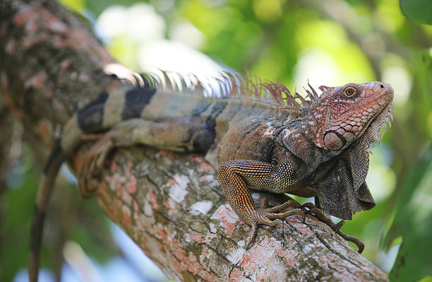 istock Iguana, Corcovado, National Park 580122808