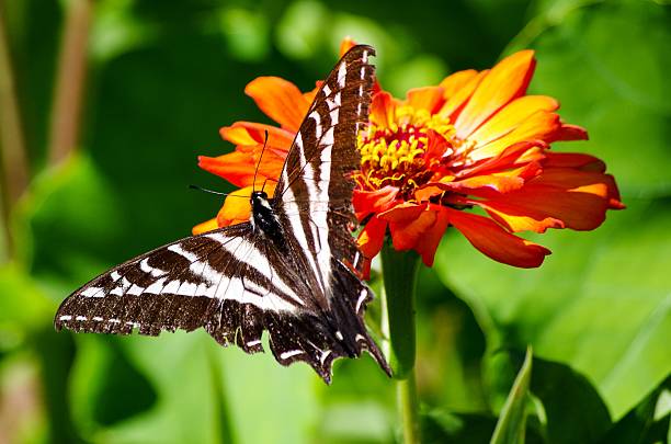 istock Butterfly on Orange Flower 580123046