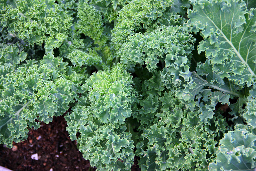 Organic kale growing in a raised bed garden