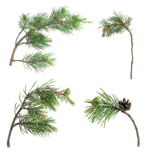 Collection of pine twigs isolated on white background stock photo