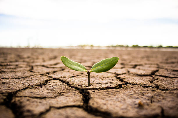 istock Living with tree drought, Reborn tree, crack ground. 580125970